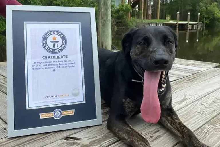 Lab-shepherd mix called Zoey has world’s longest dog tongue
