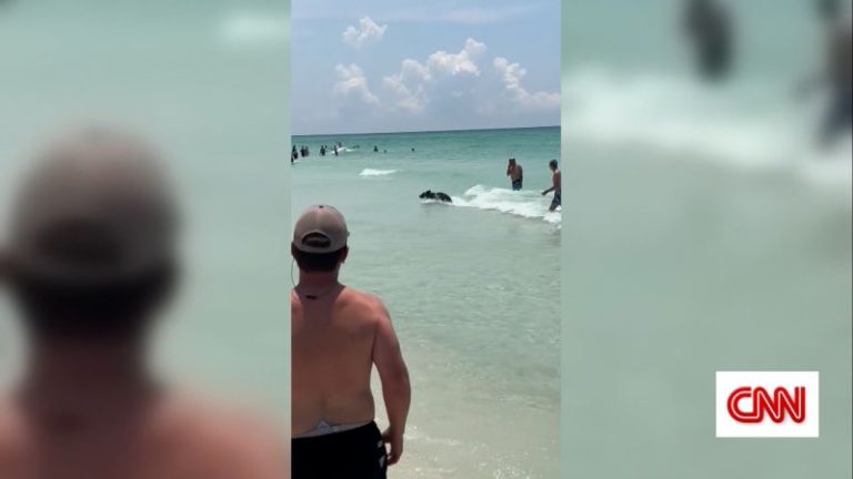 Bear joins Florida beachgoers for a summer splash