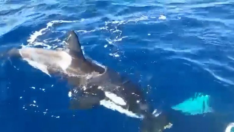 Orca pod attacks Ocean Race boats near Gibraltar