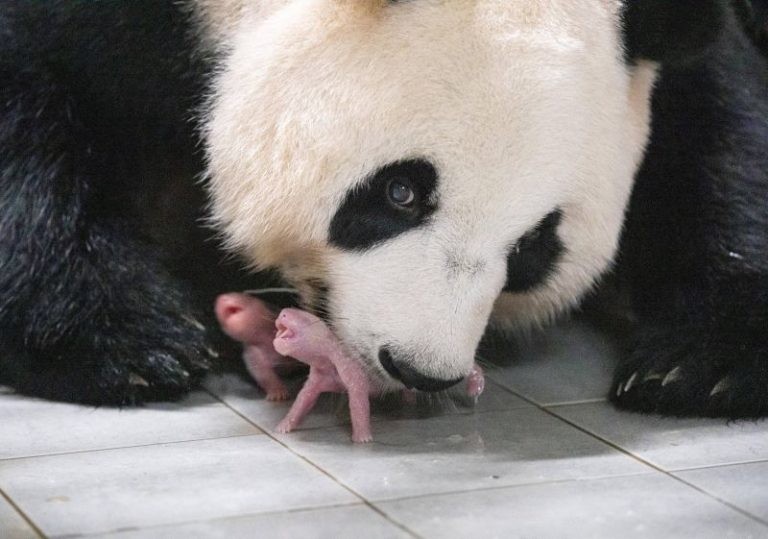 South Korean zoo celebrates birth of first twin pandas