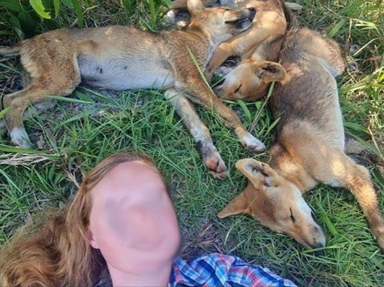 Tourists fined for dingo selfies as rangers warn of rising wild dog attacks