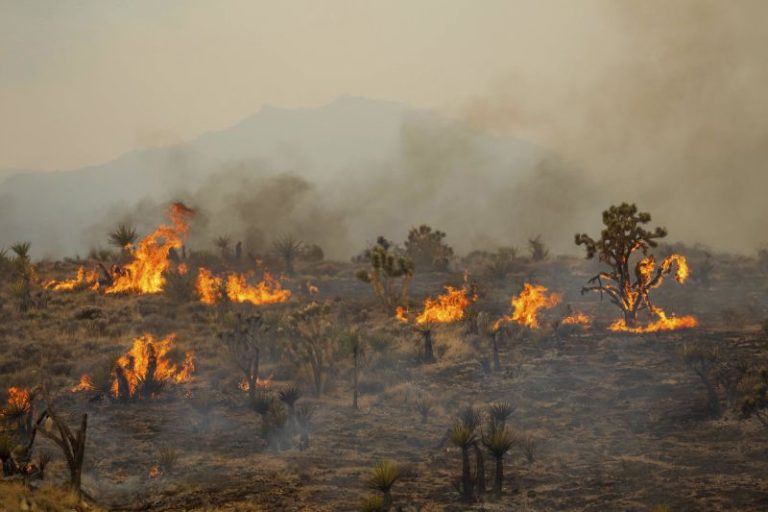 Iconic Joshua trees burned by massive wildfire in Mojave Desert