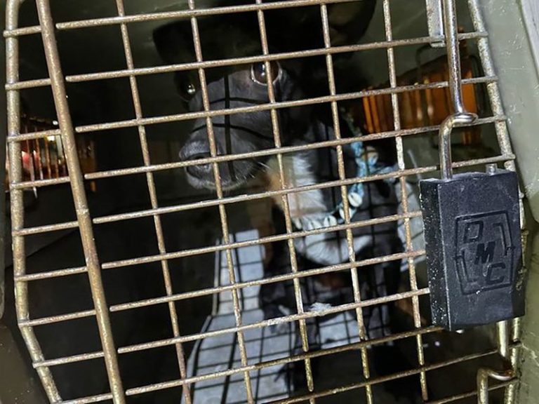 Delta passenger’s dog who went missing at Atlanta airport found safe after 3 weeks