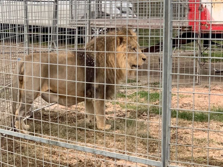 Circus lion captured after hours on the loose near Rome