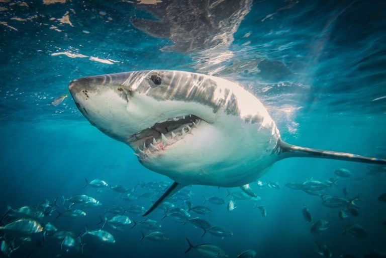 Woman dies in apparent shark attack at Mexican beach resort
