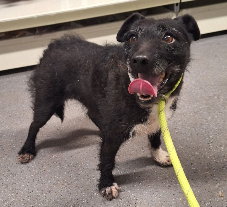 Dog that survived in the wild after going missing nearly 7 years ago is rescued