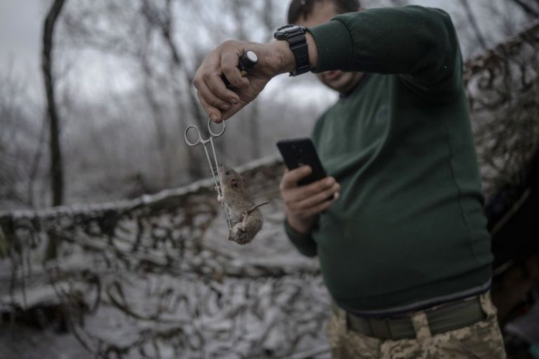 Rats and mice swarm trenches in Ukraine in grisly echo of World War I