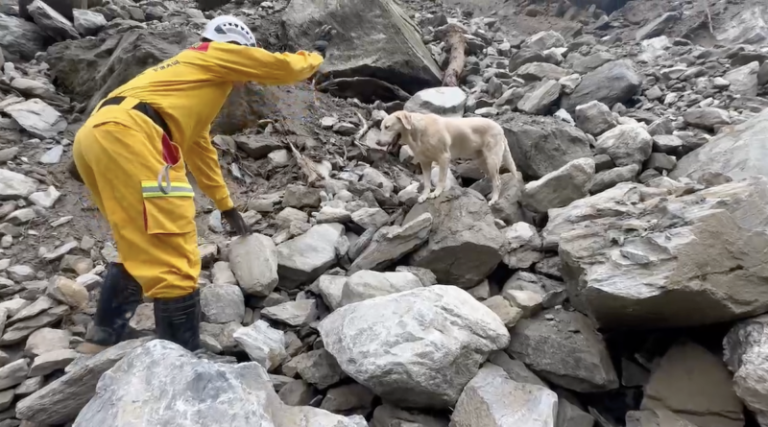 ‘Roger,’ overly playful dog who failed police academy, becomes star of Taiwan quake response