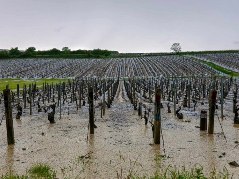 ‘Ping pong-sized’ hailstones ravage famous French wine region