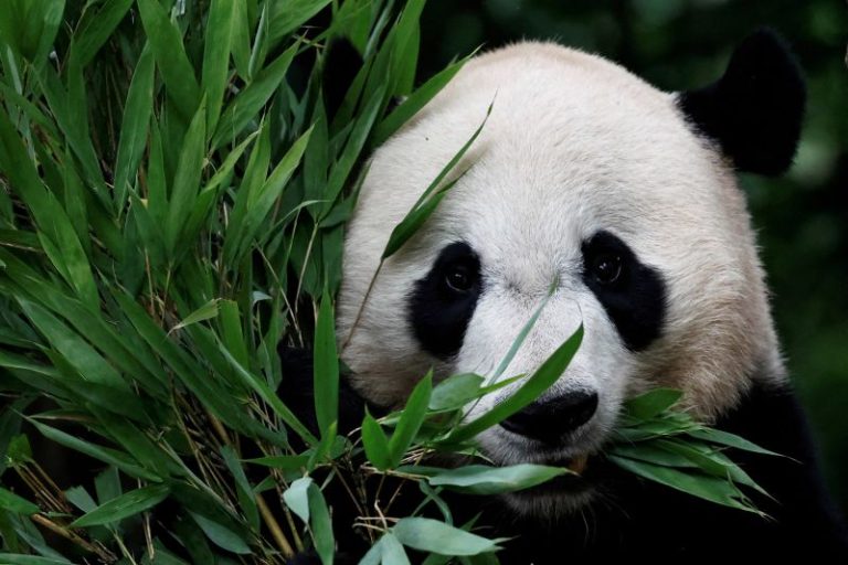 Panda express: First pair to enter the United States in 21 years takes off from China